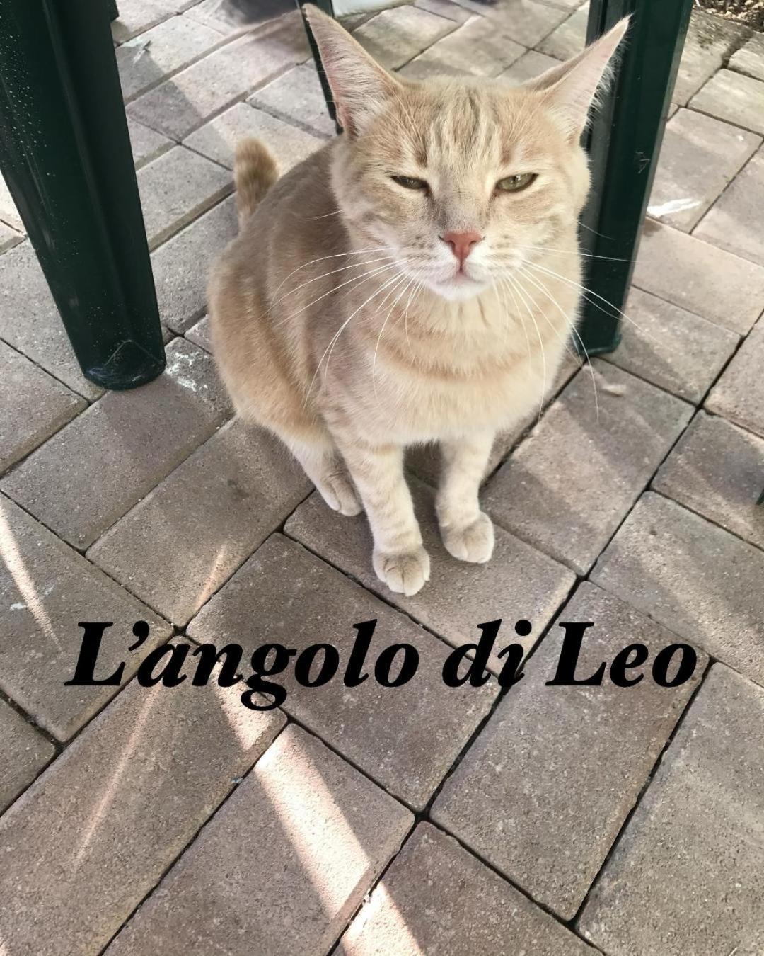 L'Angolo Di Leo Borgofranco d'Ivrea Exteriör bild